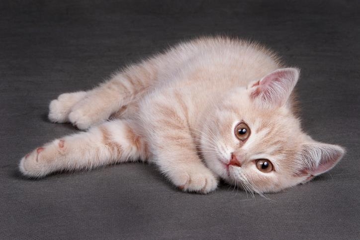 고양이