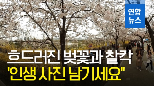 [VR] 흐드러진 벚꽃 아래서 찰칵…"인생 사진 남기세요" - 2