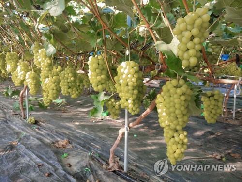 샤인머스켓 포도