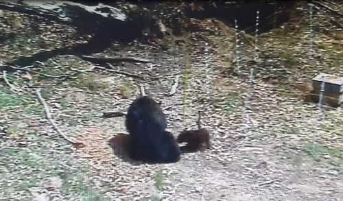 자연 적응 훈련장 내 어미, 인공수정 새끼