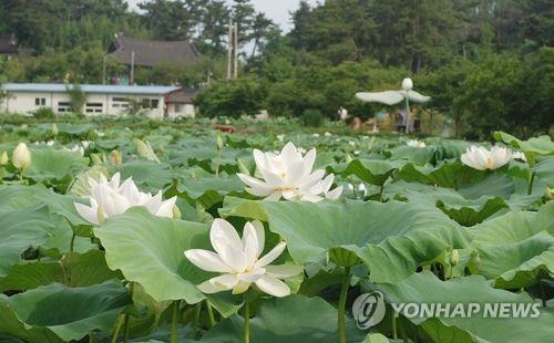 김제 하소백련축제