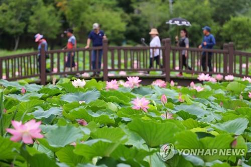전주 덕진공원 연꽃