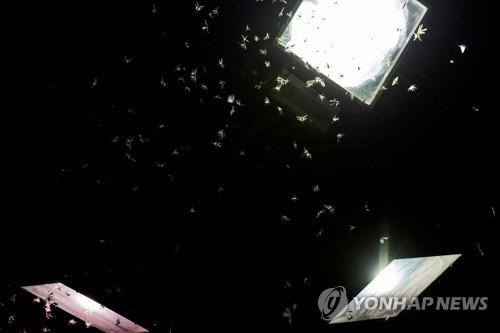 흰색 계통 불빛이 메뚜기떼 유인