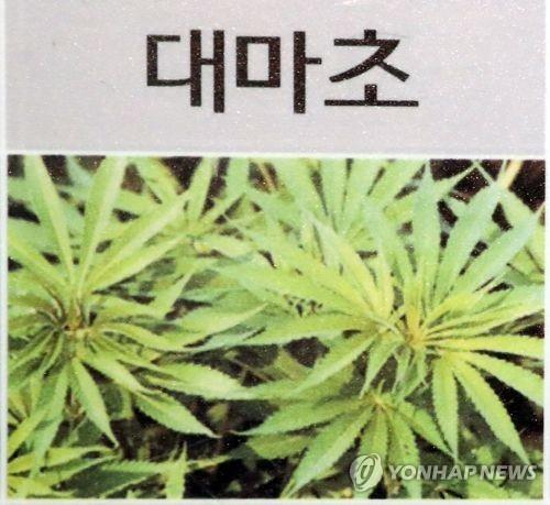 대마 속 플라보노이드, 췌장암에 특효" | 연합뉴스