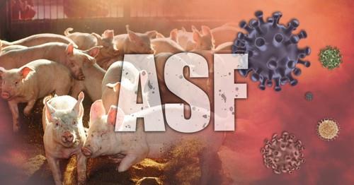 아프리카돼지열병(ASF) (PG)