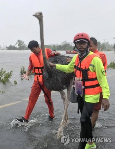 태국 북부 야소톤주 홍수 현장에서 구조대원들이 타조를 구조하는 모습