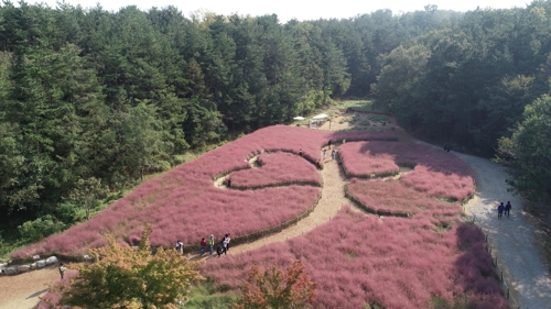 울산대공원 인기 정원 '핑크뮬리 꽃밭' 개방