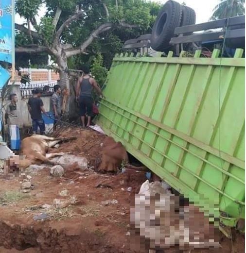 인도네시아 트럭 뒤집혀 소 16마리 떼죽음