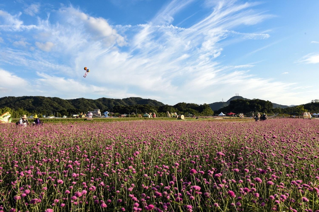 양주 나리공원에 만개한 천일홍