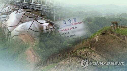 DMZ 멧돼지 사체서 돼지열병 바이러스 검출(CG)