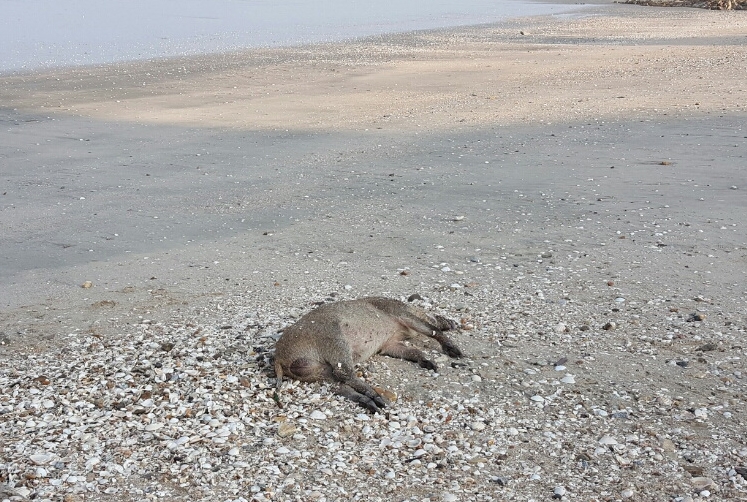 고창 해안가에서 발견된 야생 멧돼지 사체.