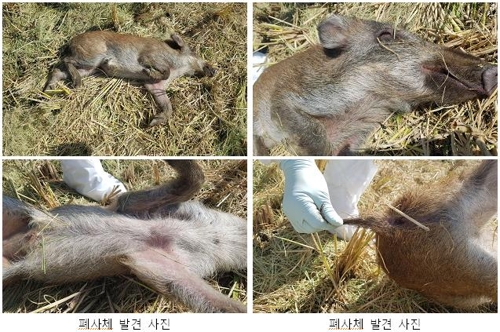 연천 감염 멧돼지 폐사체