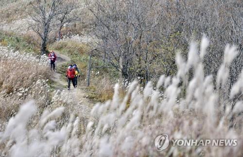 장수 장안산 억새 군락지 정취