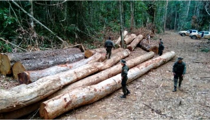 아마존 열대우림에서 이루어지는 벌채 [브라질 뉴스포털 G1]