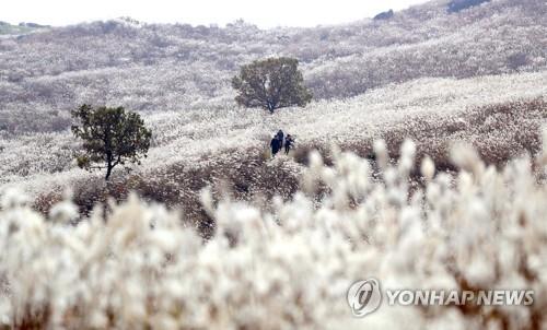 황매산 억새