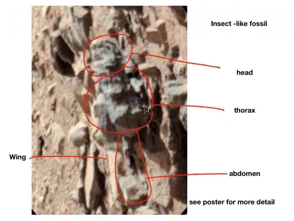 화성 곤충 화석으로 제시된 이미지 