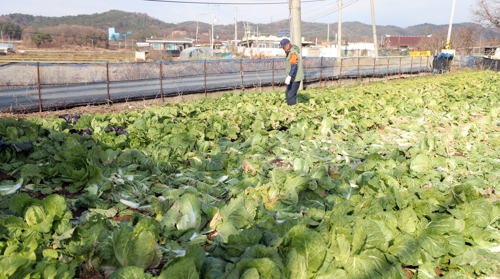 '암 집단발병' 장점마을의 수확 포기한 배추