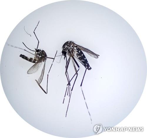 흰줄숲모기