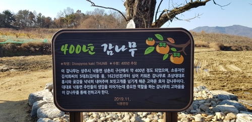수령 400년 감나무