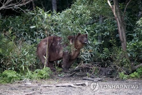 러시아 갈색곰의 모습.