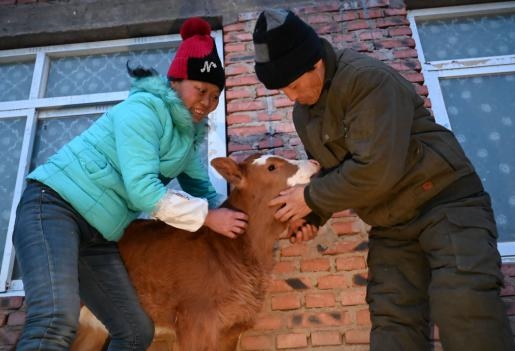Bai and his wife are taking care of a calf on Jan. 18.