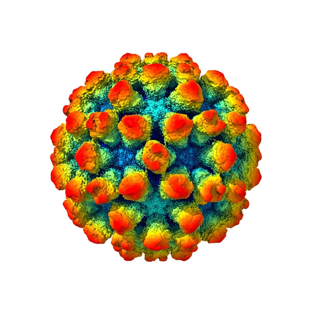 극저온 전자현미경으로 찍은 노로바이러스 이미지 