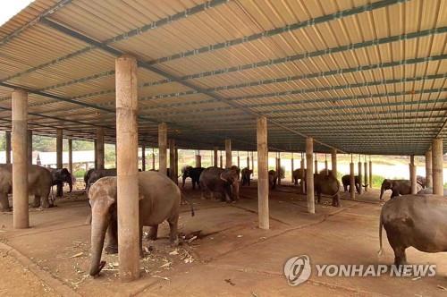태국 치앙마이주 코끼리 자연공원의 코끼리들. 2020.3.27