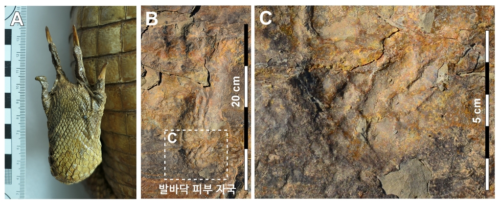 현생 악어의 발바닥(맨 왼쪽)과 자혜리 발자국 화석에 남아 있는 발바닥 피부 자국