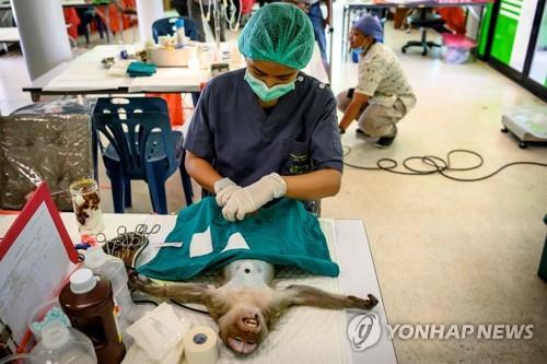 수의사들이 원숭이에게 중성화 수술을 하는 모습. 2020.6.21