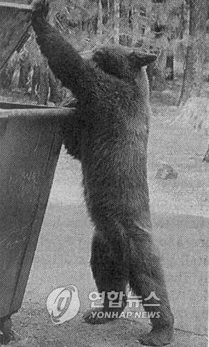 아메리카 흑곰