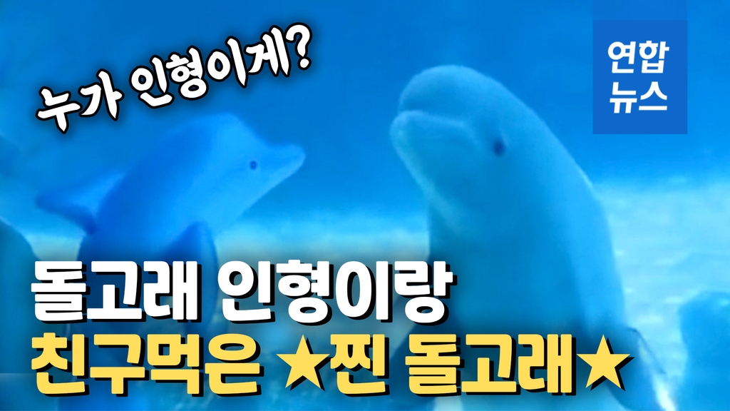 [영상] 돌고래 수족관에 똑같이 생긴 인형을 들고 갔더니? - 2