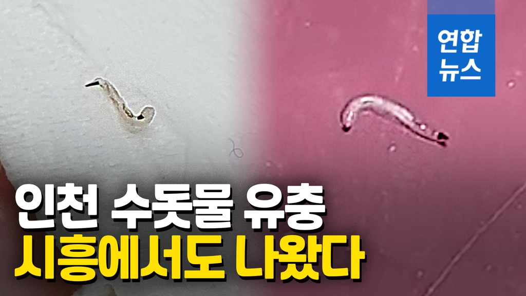 [영상] 인천 수돗물 사태 확산…시흥서도 유충 발견 신고 - 2