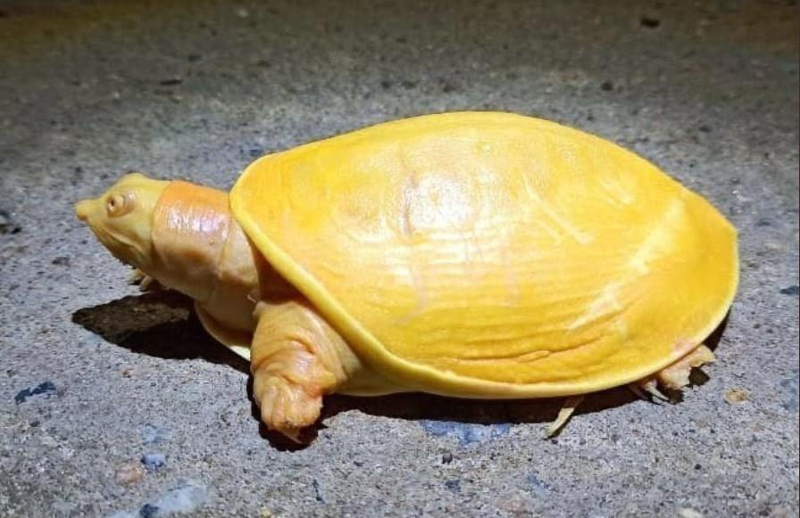 인도에서 발견된 노란 거북. [SNS캡처]