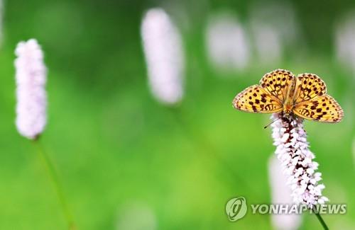 강원 정선군 고한읍 만항재의 범꼬리와 나비