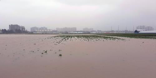 지난 6월 기록적인 폭우로 침수된 강릉시 송정동 하평뜰 감자밭. [김대현씨 제공. 재판매 및 DB 금지]