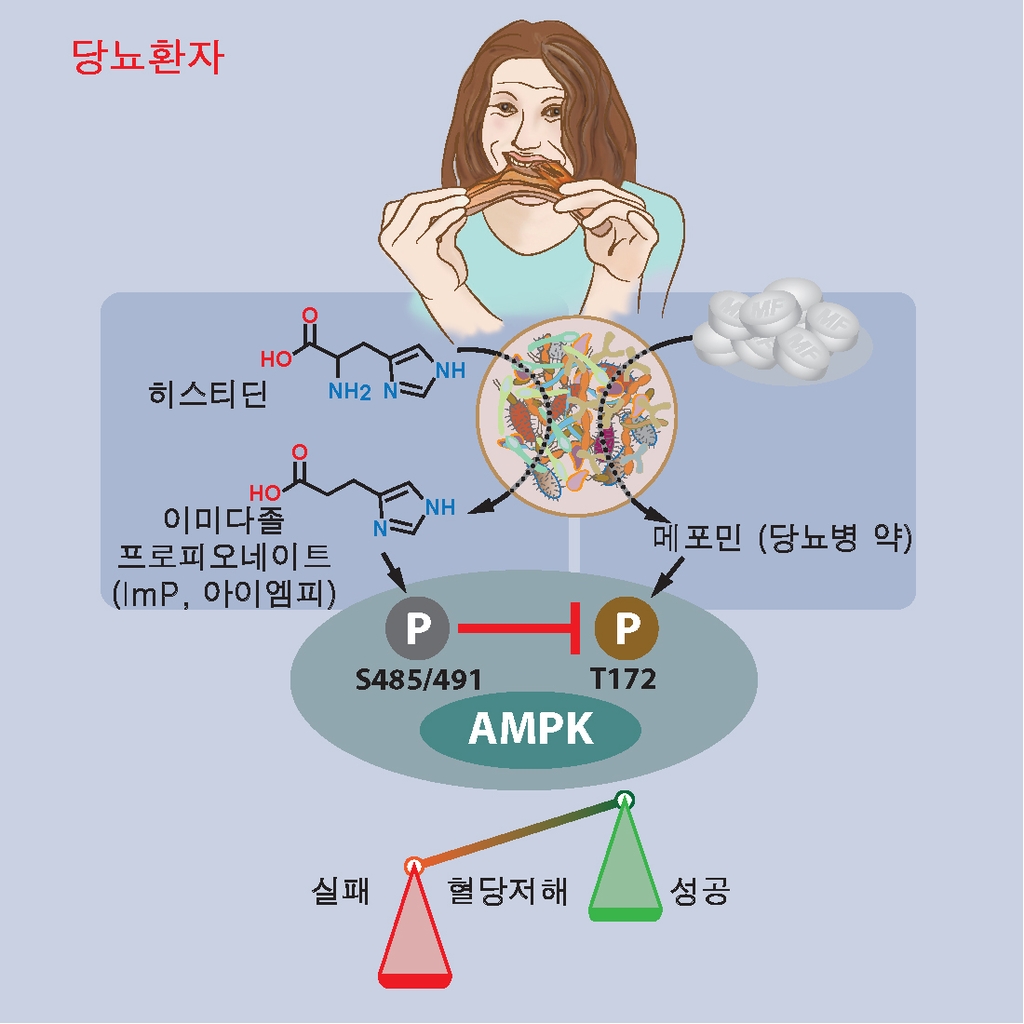 장내 미생물 대사체의 당뇨병 치료제에 대한 작용억제 메커니즘