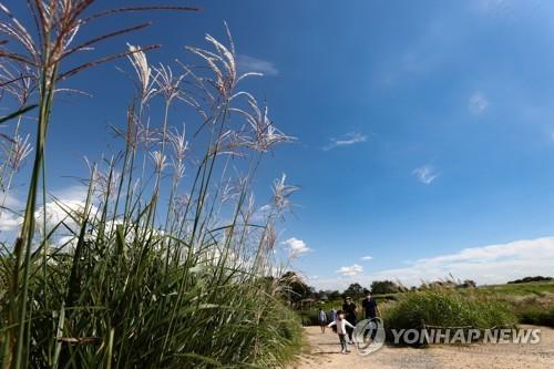 가을 날씨의 서울 마포구 하늘공원[연합뉴스 자료사진]