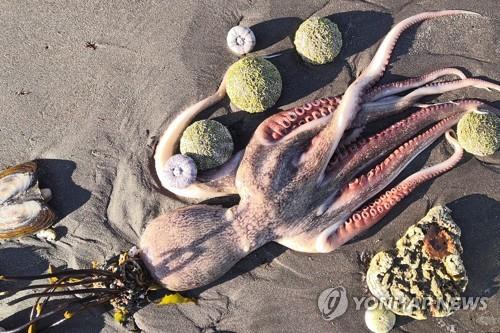 최근 러시아 해변에 나타난 죽은 해양생물의 사체.