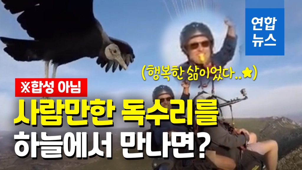 [영상] '깜짝이야' 패러글라이딩 중에 만난 사람만한 독수리 알고보니… - 2