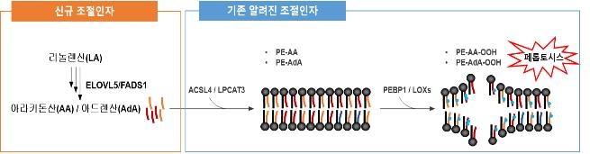 지질 과산화에 의한 페롭토시스 사멸 기전