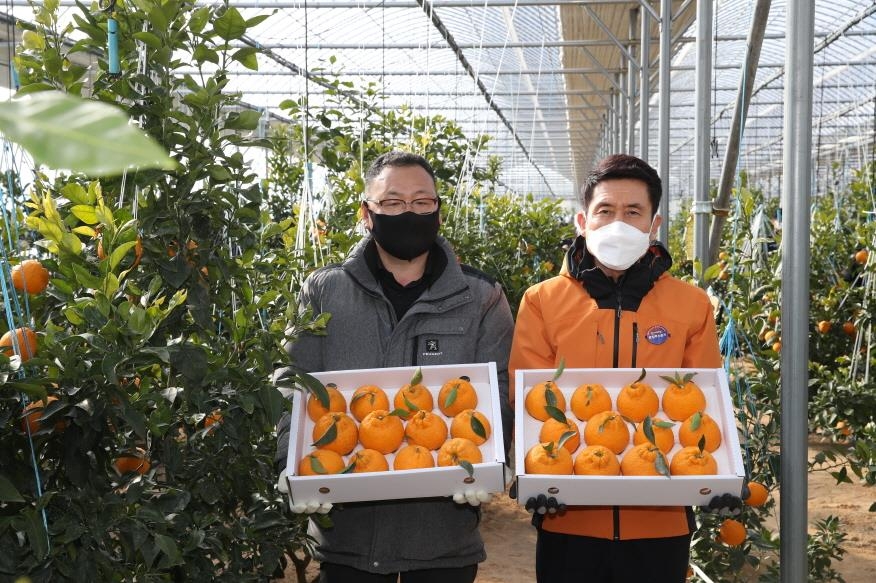 고품질 한라봉 수확