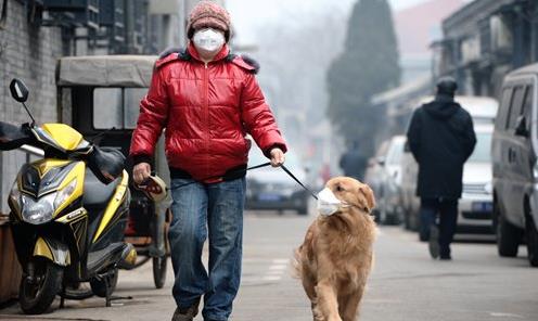 중국의 애완견 산책 모습