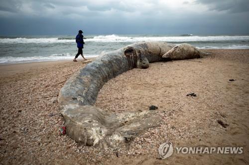 이스라엘 지중해변에 밀려와 죽은 몸길이 17ｍ 긴수염고래