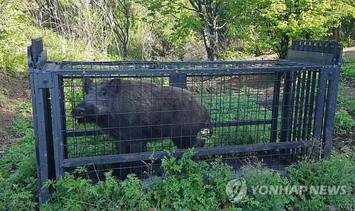 포획 틀에 잡힌 멧돼지