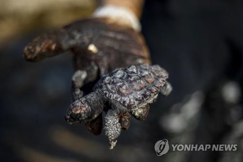 해상 기름유출로 해변에 밀려온 타르 덩어리에 파묻힌 바다 거북