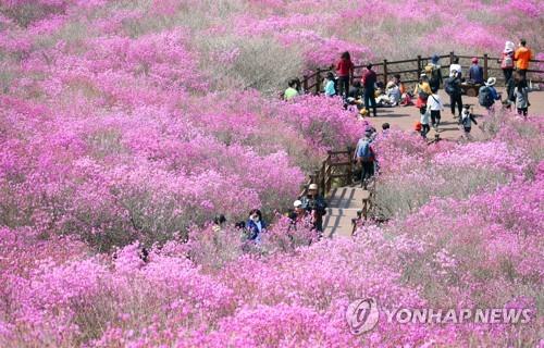 '발그레 물든 봄'