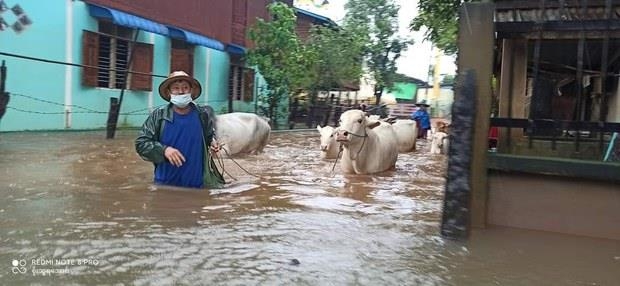 남부 몬주에서 홍수 피해가 나 시민들이 소를 끌고 대피하는 모습.