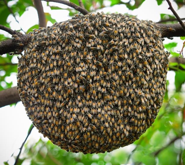 꿀벌 집