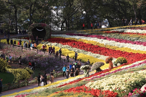 화순 가을축제 국화향연, 코로나19 확산 우려에 올해도 취소