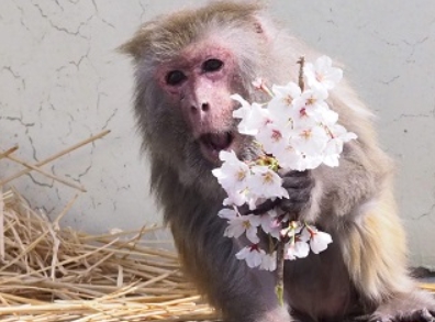 (도쿄=연합뉴스) 일본 교토(京都)시 동물원에서 12일 숨진 '히말라야원숭이' 이소코. 이소코는 사육 중인 히말라야원숭이 가운데 세계 최고령 인증 기록(43세)을 보유하고 있었다. [사진 출처=교토시동물원]
